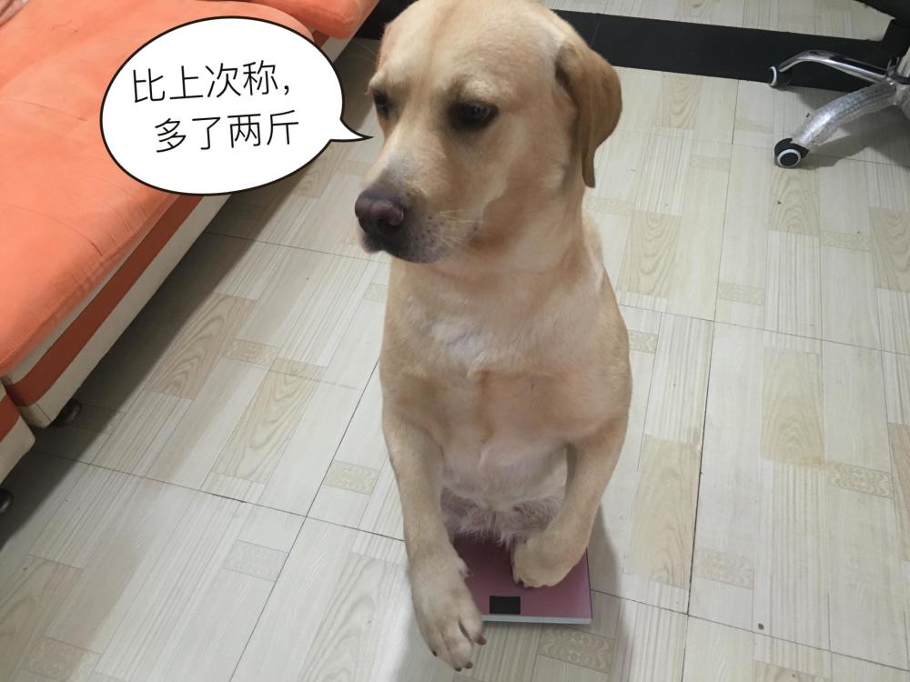 拉布拉多犬七个月的体重解析