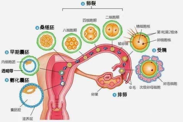 卵子一个月排几个，深入了解女性生育机制